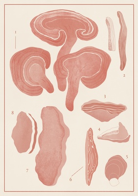 Reishi Dual Extract Powder