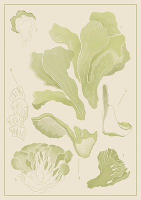 Maitake Extract Capsules