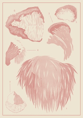 Lion's Mane Dual Extract Capsules