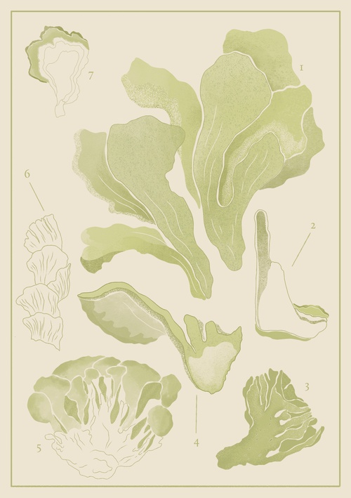Maitake Extract Capsules