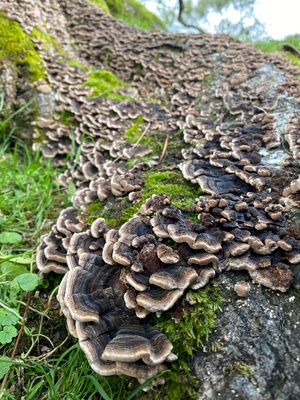 Turkey Tail Dual Extract Powder