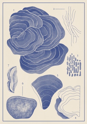 Turkey Tail Dual Extract Powder