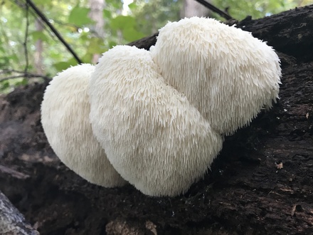 Lion's Mane Dual Extract Capsules